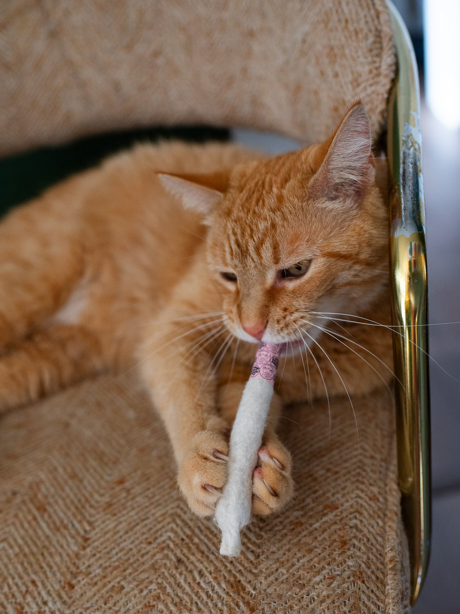 Catnip Joint Toy